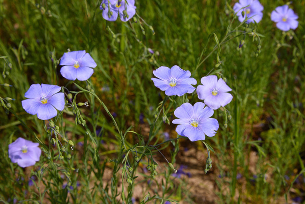 Krásné modré lněné květiny. Len kvete. Selektivní soustředění, zblízka. Zemědělství, pěstování lnu. Pole mnoha kvetoucích rostlin (linum usitatissimum). Linum kvete - Fotografie, Obrázek