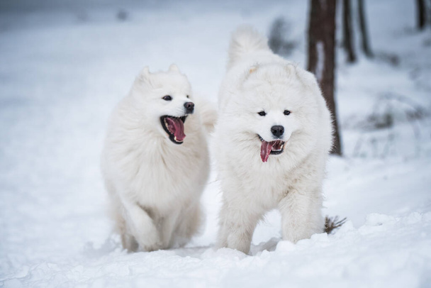 Bonito fofo dois cães brancos Samoyed está jogando na floresta de inverno - Foto, Imagem
