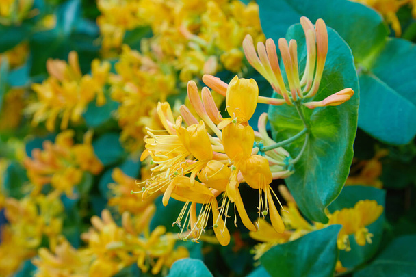 Blooming yellow honeysuckle Bush.  Flowering white-yellow Honeysuckle(Woodbine). Lonicera japonica, known as Japanese honeysuckle and golden-and-silver honeysuckle - Photo, Image