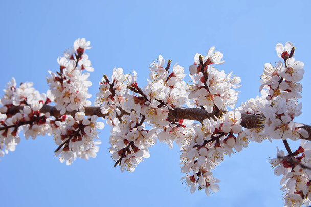 Гілка квітучого абрикосового дерева. Квітка абрикосового дерева, сезонний квітковий фон, мала глибина різкості
 - Фото, зображення
