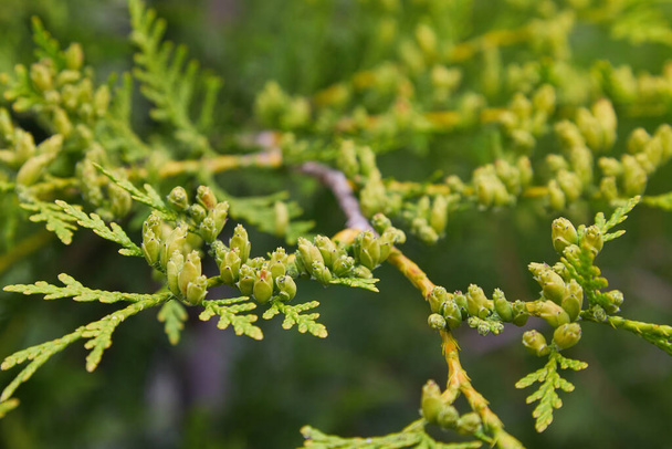 Conifer (Thuja Orientalis): zbliżenie niedojrzałych szyszek nasiennych. Gałąź Thuja z małymi rożkami. Roślina Evergreen - Zdjęcie, obraz