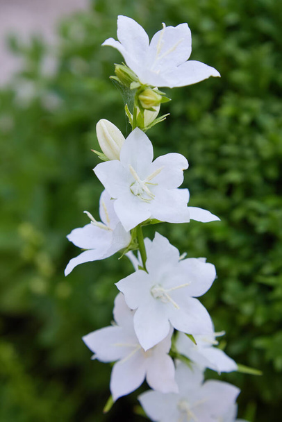 Weiß blühende Glocken Alba (Campanula) im Freien - Foto, Bild