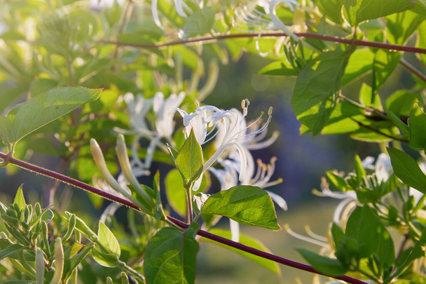 Florescimento madressilva branco-amarelo (Woodbine). Lonicera japonica Thunb ou japonesa madressilva flor amarela e branca no jardim - Foto, Imagem