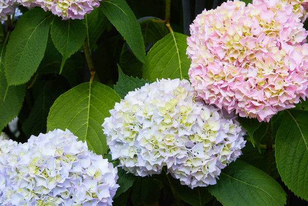 Розовый, синий, лиловый, фиолетовый, фиолетовый цветок гипсонии (Hypsgea macrophylac), цветущий весной и летом в саду. Гиппогея макрофилия - цветки гортензии - Фото, изображение