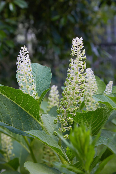 Phytolacca americana, also known as American pokeweed, pokeweed, poke sallet, or poke salad, is a poisonous, herbaceous perennial plant in the pokeweed family Phytolaccaceae - Photo, Image