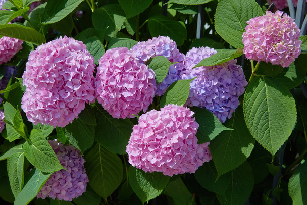 Rosa, blau, lila, violett, lila Hortensienblüten (Hydrangea macrophylla) blühen im Frühling und Sommer in einem Garten. Hortensie macrophylla - Schöner Hortensienstrauch - Foto, Bild