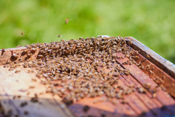 Χτένα με μέλισσες και μέλι. Ο μελισσοκόμος κρατάει μια κηρήθρα γεμάτη μέλισσες. Ένας άντρας που επιθεωρεί σκελετό από κηρήθρα στο μελισσοκομείο. Αρπακτικό. - Φωτογραφία, εικόνα