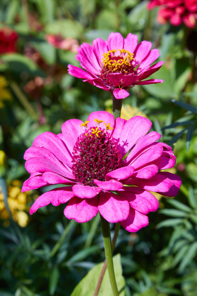 Beautiful colorful zinnia flower blooming in the garden. Red, pink, orange, white and yellow flowers blossom in the orchard - Photo, Image