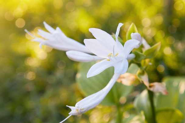 Белый Hosta завод цветения / Hosta Большой папа растение с цветами, растущими в саду - Фото, изображение