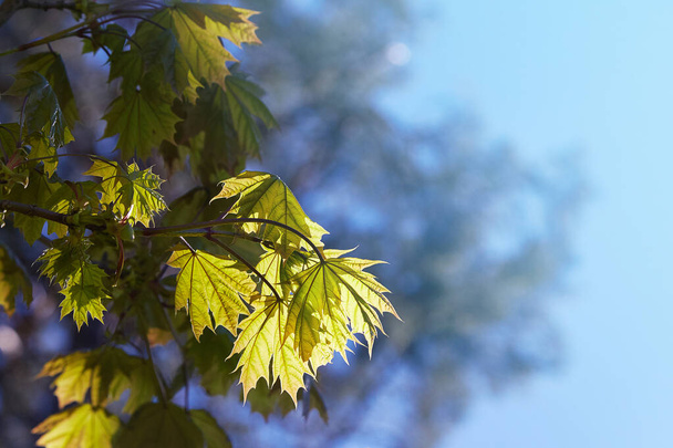Acer palmatum (пальмовий клен), (японський клен), (гладкий японський клен) зелене листя на тлі яскраво-синього неба навесні
 - Фото, зображення