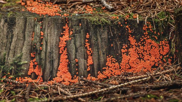 O pequeno cogumelo Nectria peziza cresce em um toco podre na floresta. Fungo encontrado durante a colheita de cogumelos no outono. - Foto, Imagem