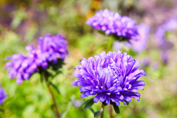 Ευρωπαϊκό χαμομήλι Michaelmas (Aster amellus). Άστερ. Φωτεινό μπλε λουλούδι aster closeup. Η φύση. Μπουκέτο με ανθισμένο Callistephus chinensis. Πλούσια φρέσκα μπλε αστραφτερά λουλούδια φυτρώνουν σε έναν κήπο λουλουδιών. - Φωτογραφία, εικόνα