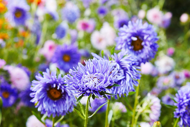 Ευρωπαϊκό χαμομήλι Michaelmas (Aster amellus). Άστερ. Φωτεινό μπλε λουλούδι aster closeup. Η φύση. Μπουκέτο με ανθισμένο Callistephus chinensis. Πλούσια φρέσκα μπλε αστραφτερά λουλούδια φυτρώνουν σε έναν κήπο λουλουδιών. - Φωτογραφία, εικόνα