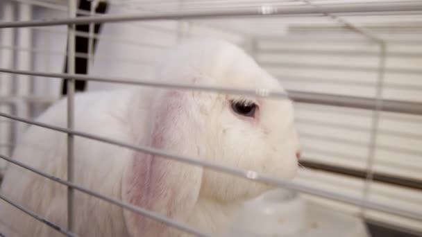 Coniglio bianco nella gabbia di casa. - Filmati, video