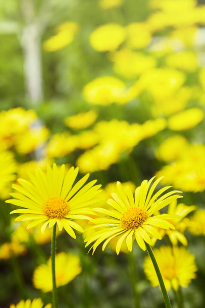 A Doronicum orientale (Leopárd Bane). Évszak virágzó évelő virágok a kora tavaszi kertben. A természet szépsége. - Fotó, kép