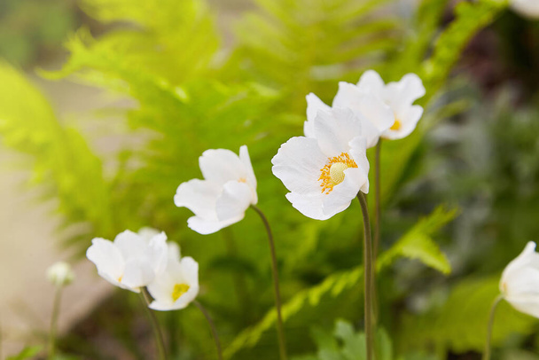 Anemone sylvestris (Schneeglöckchenanemone) - Weiße Blüten im botanischen Garten. - Foto, Bild