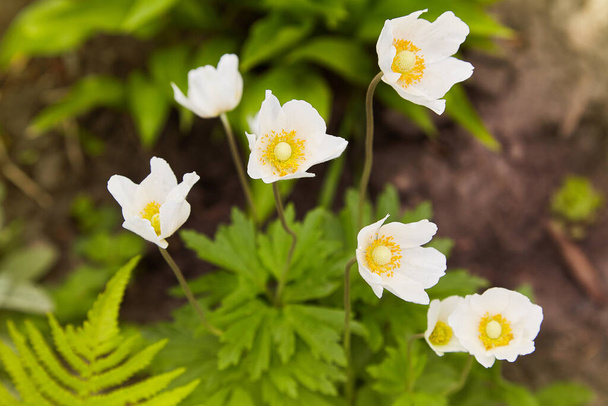 Anemone sylvestris (anemon kropli śniegu) - Białe kwiaty w ogrodzie botanicznym. - Zdjęcie, obraz