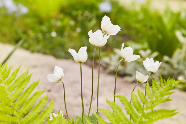 Anemone sylvestris (snowdrop anemone) - White flowers in the botanical garden. - Photo, Image