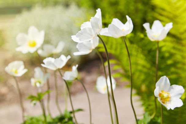 Anemone sylvestris (snowdrop anemone) - White flowers in the botanical garden. - Photo, Image