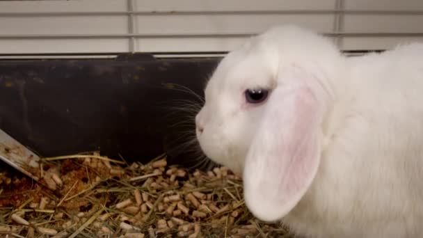 Weißes Kaninchen im heimischen Käfig. - Filmmaterial, Video