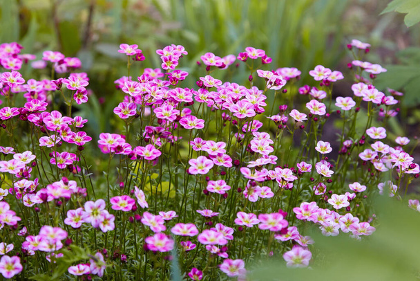 Saxifraje rosa Saksifraga Arendsii creciendo en un jardín. Enfoque selectivo. - Foto, imagen