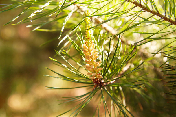 Young pine bud (cone). Pine kidney. Kidney coniferous tree close-up. - Zdjęcie, obraz