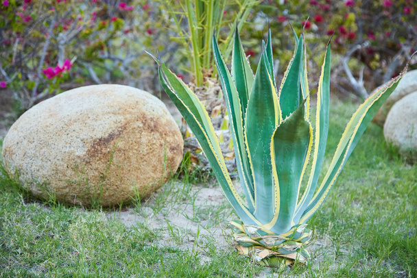 Agave plant growing outdoors. Agave plantplant drought tolerance - Photo, image