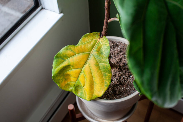 Eine schöne Geigenblatt-Feigenhauspflanze sitzt in einem Topf am Fenster für helles, indirektes Licht, hat aber ein großes vergilbtes Blatt. Überwässern oder Unterdüngen kann die Ursache sein - Foto, Bild