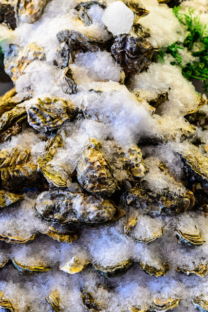 Large pacific oysters - Photo, Image