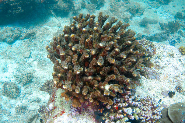 Underwater Scenes. Hard coral over the rocky bottom - Photo, Image