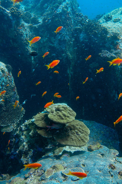 Underwater Landscape with coral and red fish - Photo, Image
