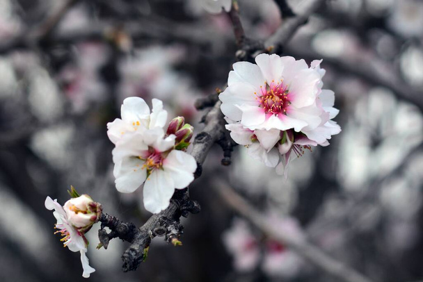 Detail of almond blossoms in winter - Photo, Image