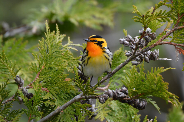Male Blackburnian Warbler perched in a tree - Photo, Image