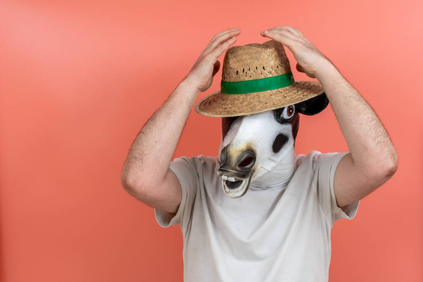 person disguised as a cow and wearing a white T-shirt with a straw hat on his or her head on a pink background - Photo, Image