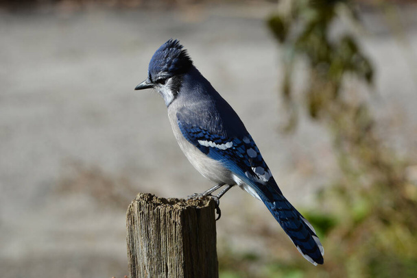 Blue Jay Vogel hockt auf einem Zaunpfahl - Foto, Bild