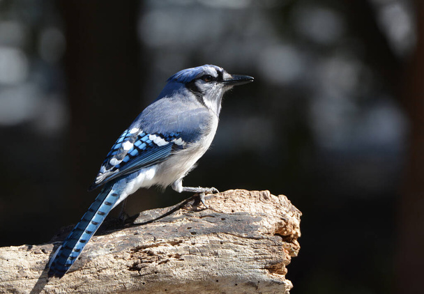 Niebieski Jay ptak usiadł na drzewie - Zdjęcie, obraz