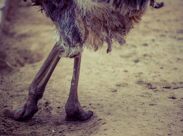 struisvogel struisvogel hoofd grote ogen grappig soort dieren - Foto, afbeelding