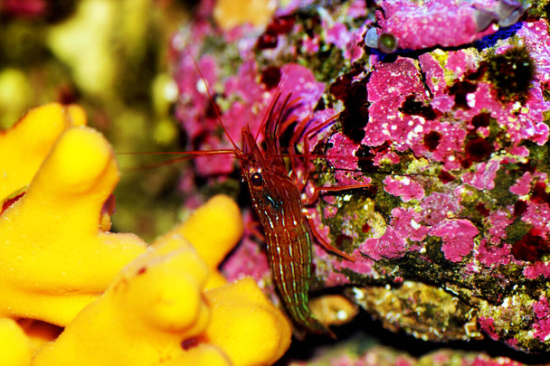 Välimerellä elävät Piparmintun katkarapulajit - Lysmata seticuadata - Valokuva, kuva