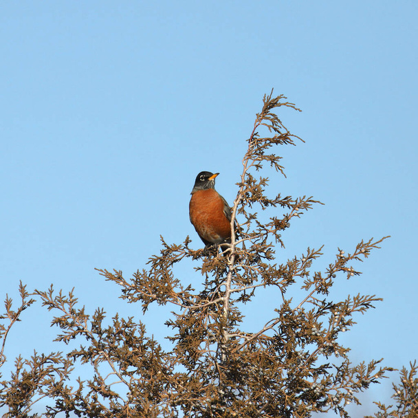 Amerikalı Robin (turdus migratorius) - Fotoğraf, Görsel