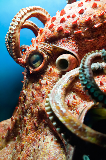 Head of an Octopus - Foto, afbeelding