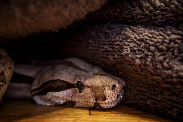 Kırmızı kuyruklu BOA yılanı, bir battaniyenin altında, ahşap zeminde, ön tarafı yakın. - Fotoğraf, Görsel