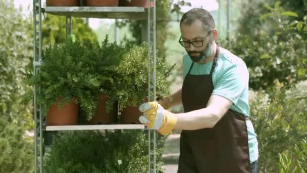 Θερμοκήπιο αρσενικό κηπουρός συρόμενη ράφια ράφι - Πλάνα, βίντεο