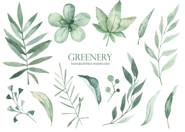 Verdes, hojas, ramas, bayas, hojas de palma. Conjunto acuarela. Clipart dibujado a mano - Foto, imagen