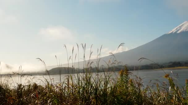 Japonya 'da Fuji Dağı yakınlarında Kawaguchi Gölü' nün kenarında uzun otlar. - Video, Çekim