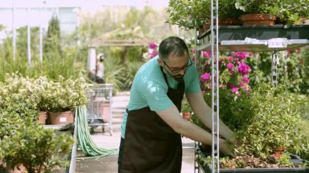 Gewächshaus Lateinischer Gärtner bereitet Pflanzen für den Verkauf vor - Filmmaterial, Video