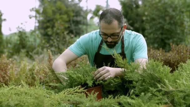 Jardinero masculino latino examinando enebros en macetas - Metraje, vídeo