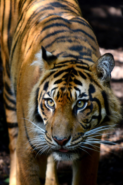 Sumatran tiger - Photo, Image