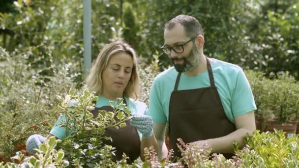 Dwóch szczęśliwych pracowników szklarni omawiających rośliny domowe - Materiał filmowy, wideo