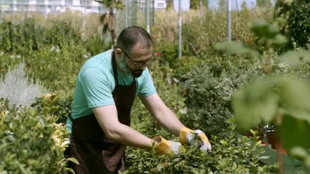 Счастливый владелец оранжереи режет комнатные растения - Кадры, видео