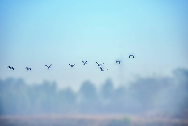 Ptaki latające w stadach swobodnie na niebieskim niebie w grupie wczesnym rankiem. - Zdjęcie, obraz